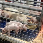 Pigs