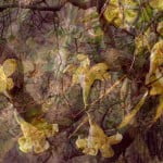 jessamine1